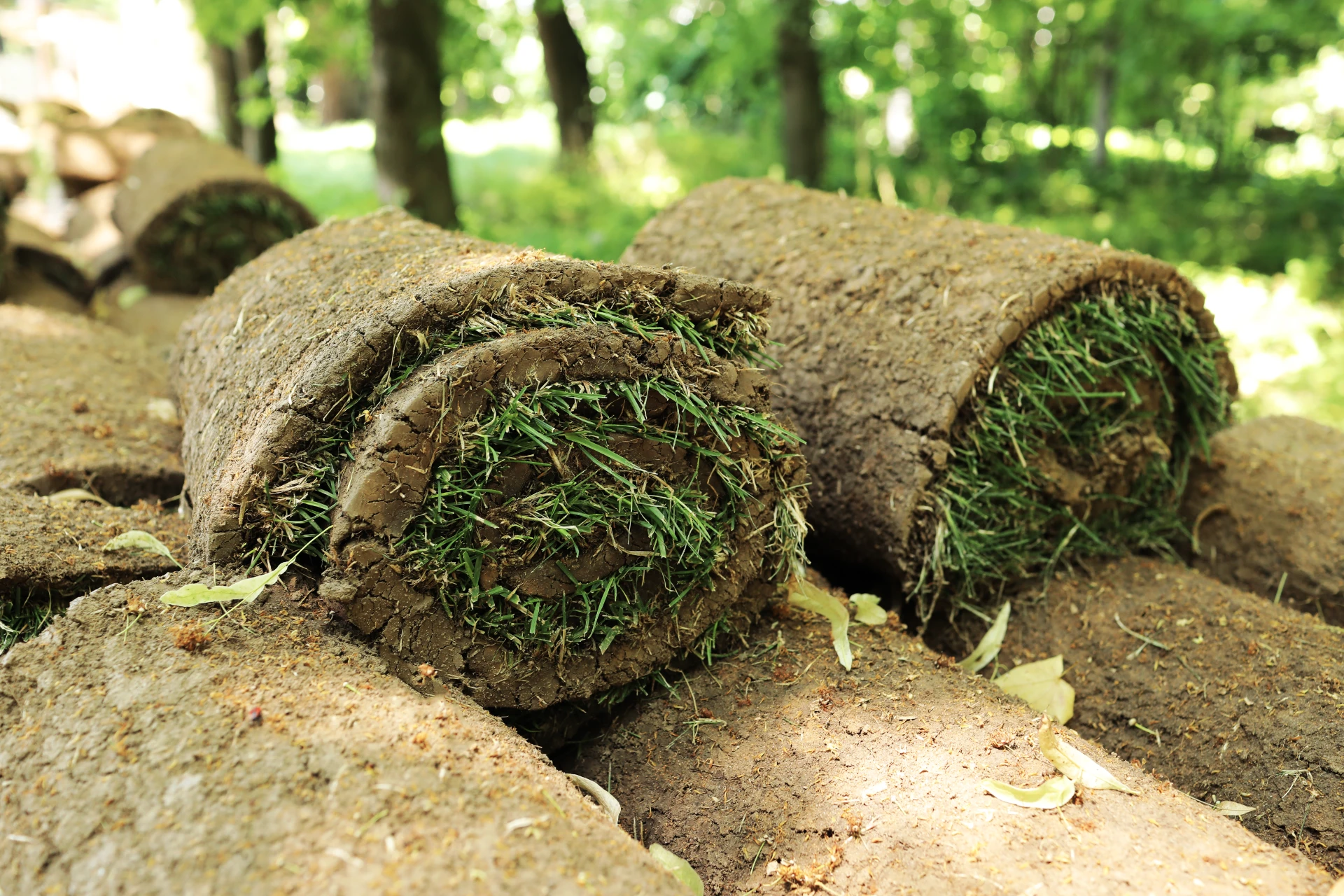 Świeża trawa z rolki na plantacji – darń gotowa do wysyłki